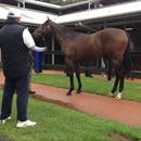 John inspecting Black Caviar and All Too Hard's little bro at the sales... mouth watering !!!